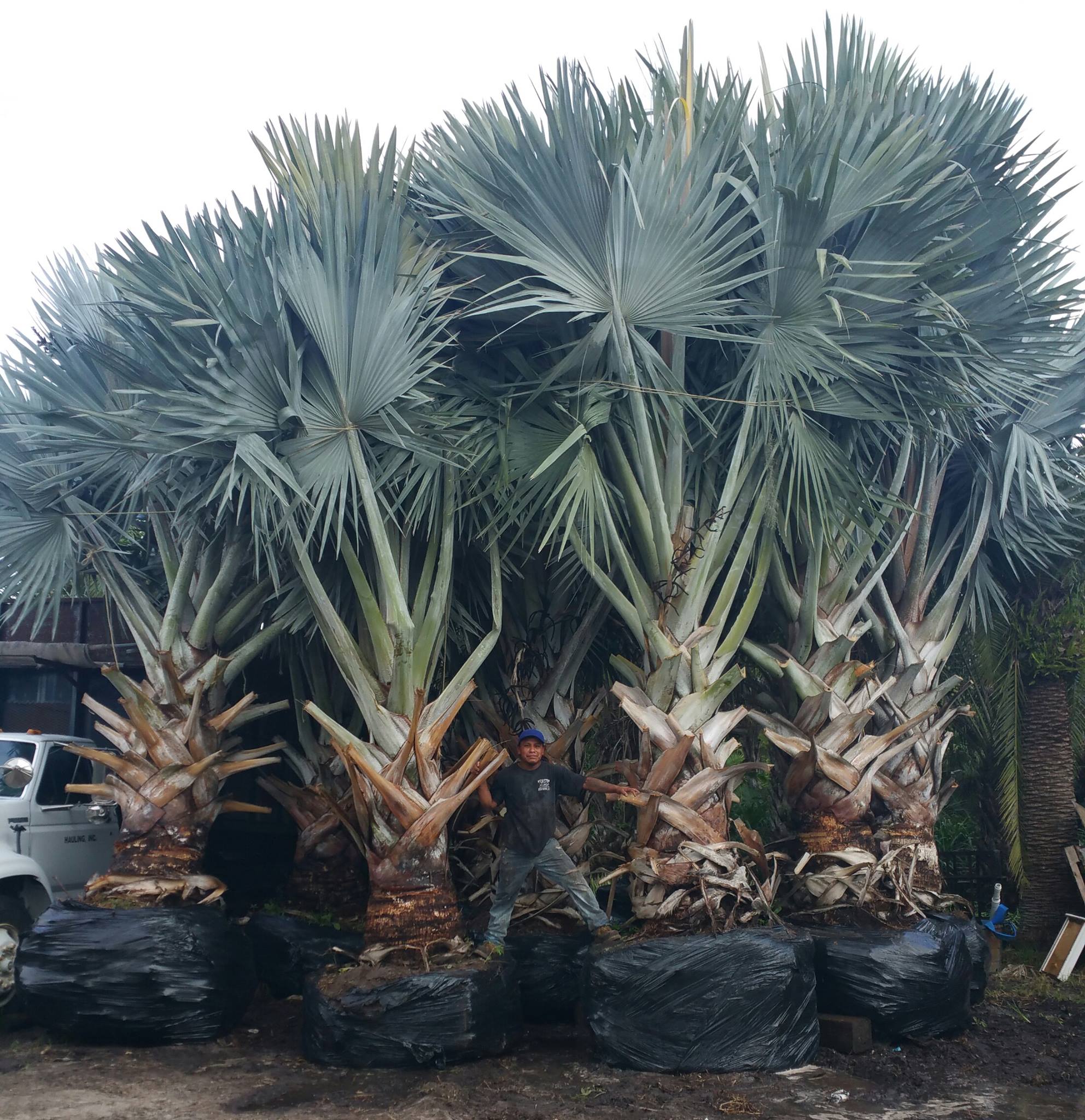 Boca Raton Florida Wholesale Palms